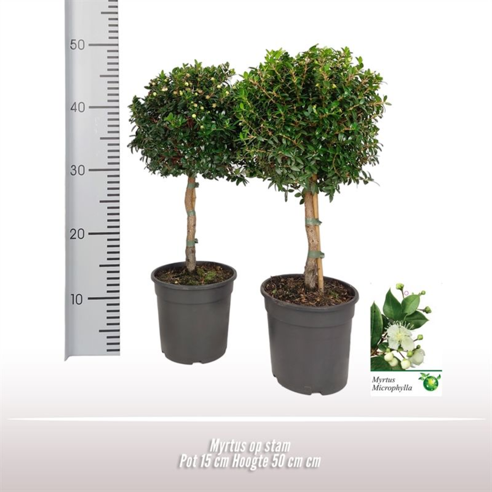 Myrtus op stam.