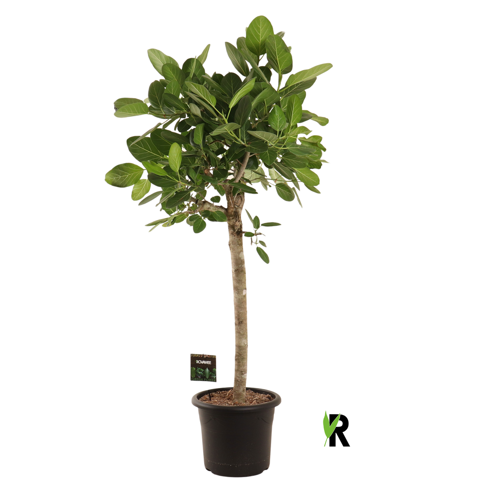 Ficus bengh. Audrey bol op stam.