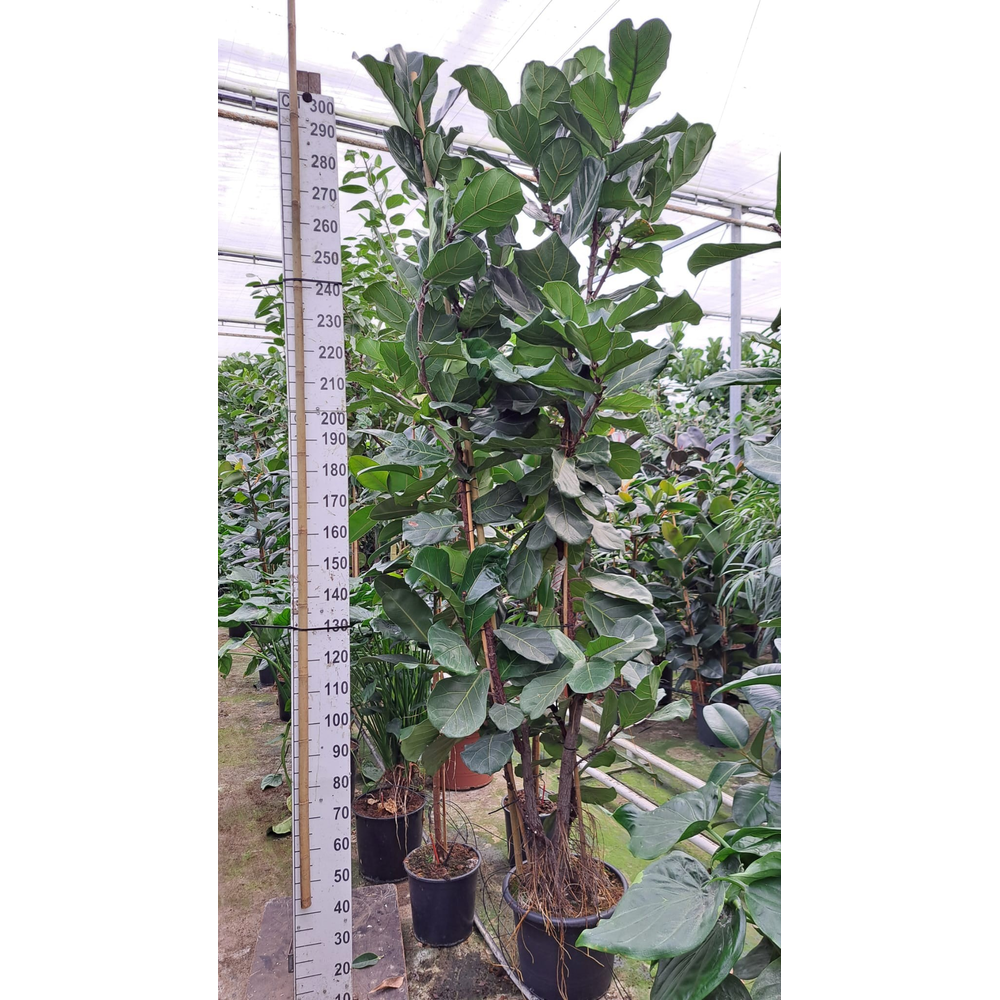 Ficus Lyrata vertakt 300.