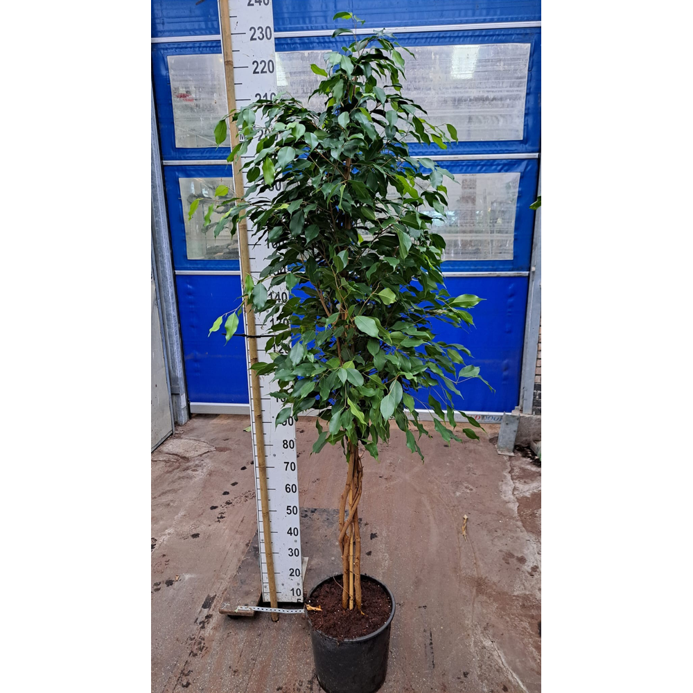 Ficus Exotica gevlochten stam.