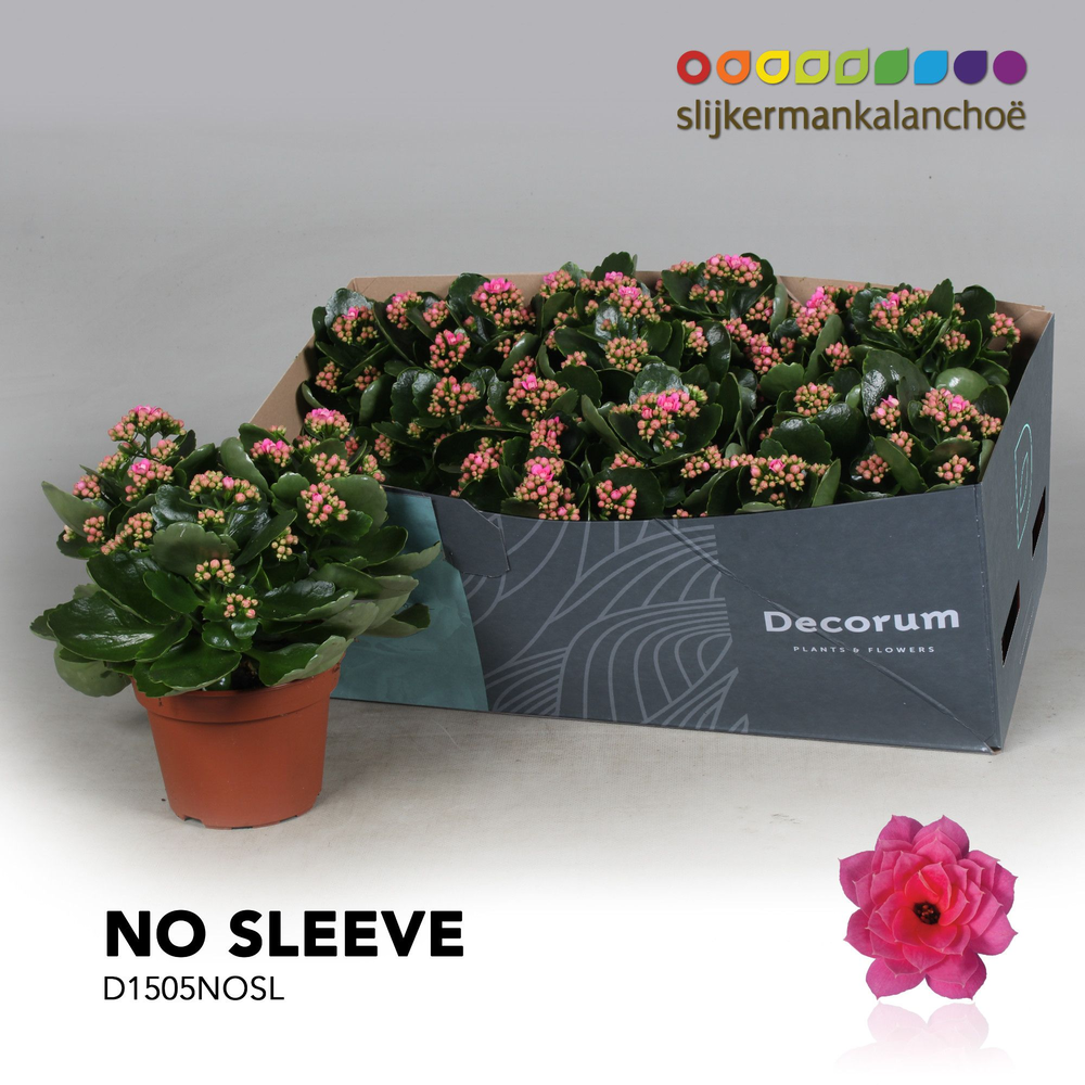 Kalanchoë No Sleeve - Pink.