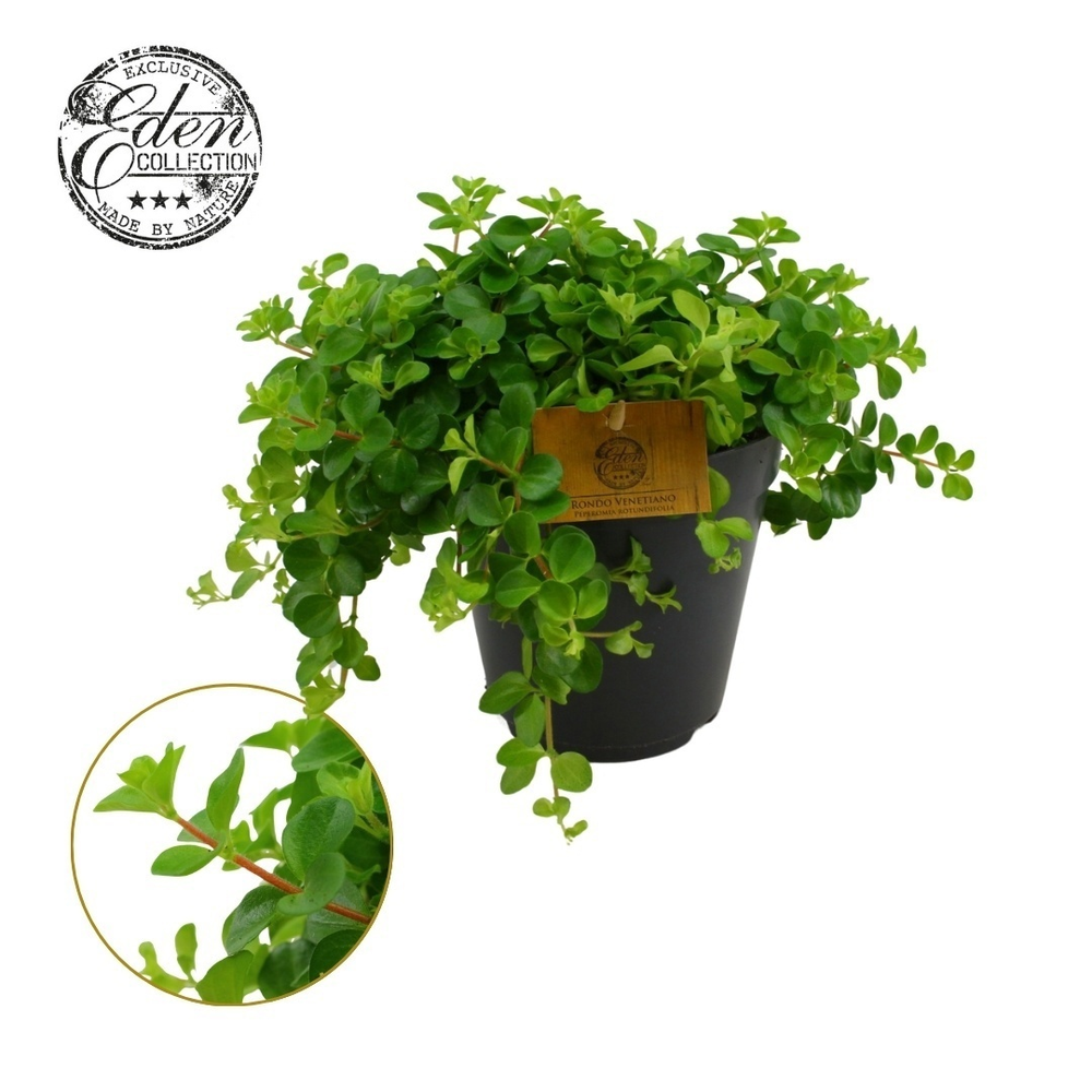 Peperomia Rotundifolia 15cm.