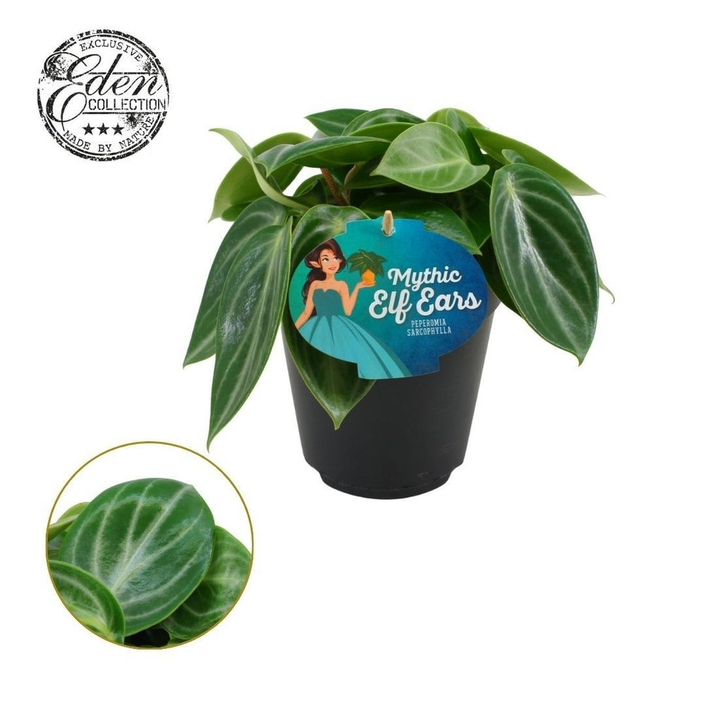 Peperomia Sarcophylla 15cm.