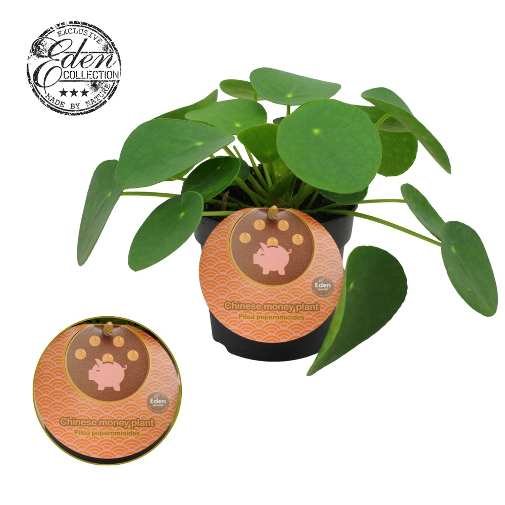 Pilea Peperomioides 10,5cm Engels etiket.