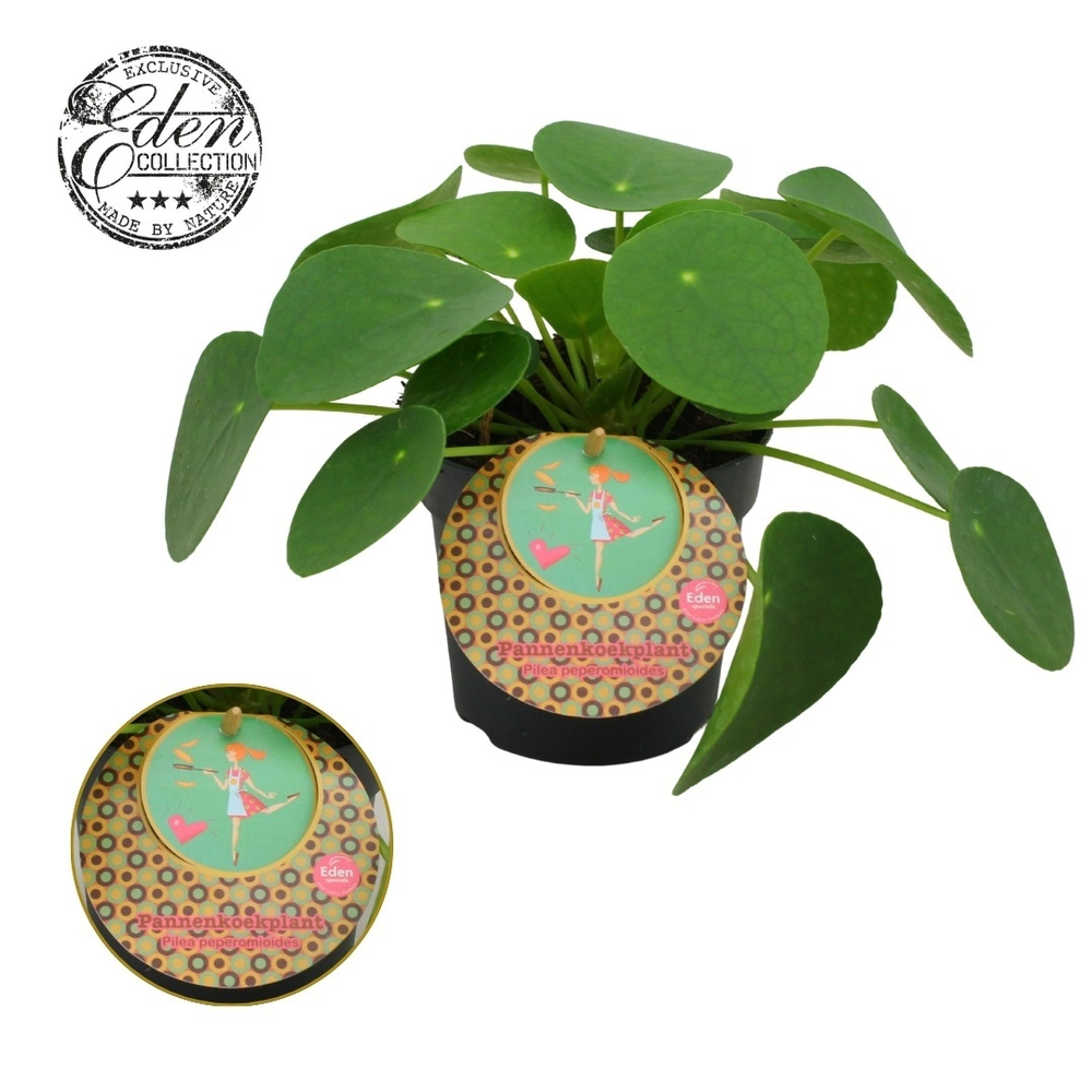Pilea Peperomioides 10,5cm Nederlands etiket.