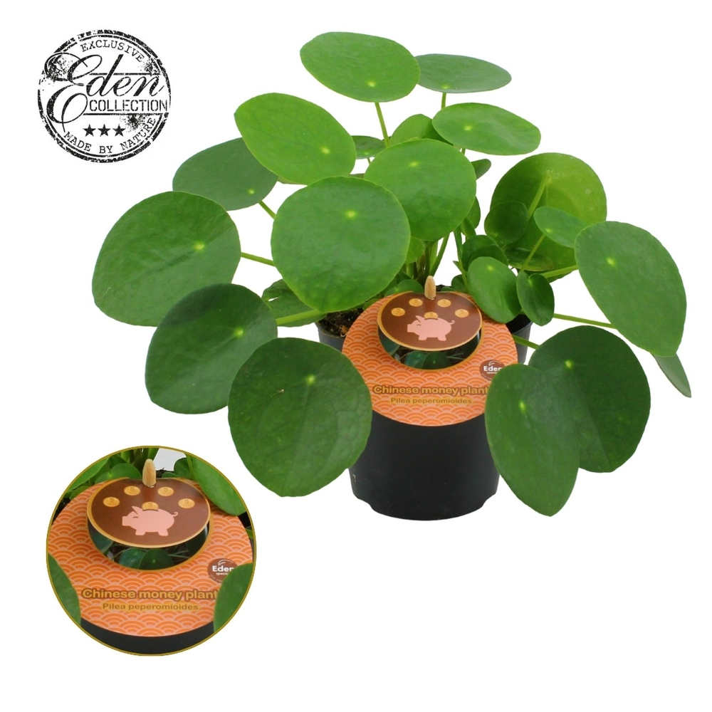 Pilea Peperomioides 12cm Engels etiket.