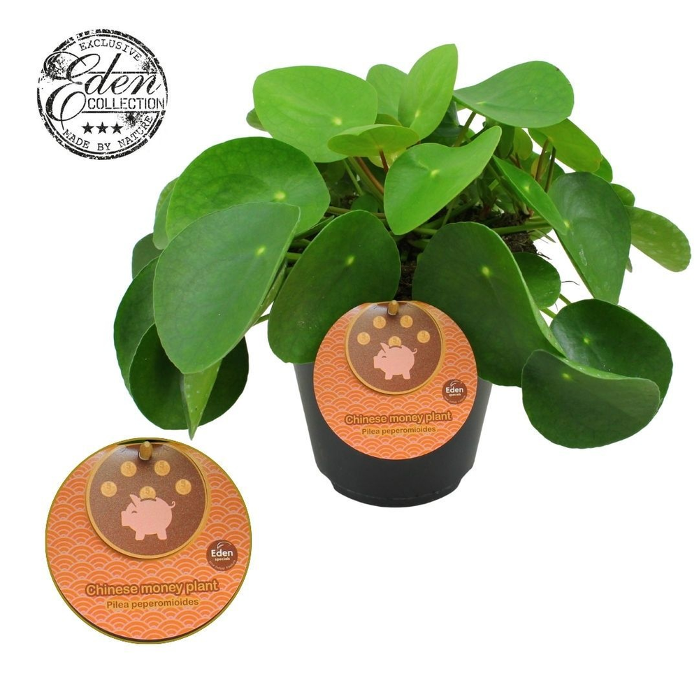 Pilea Peperomioides 15cm Engels etiket.
