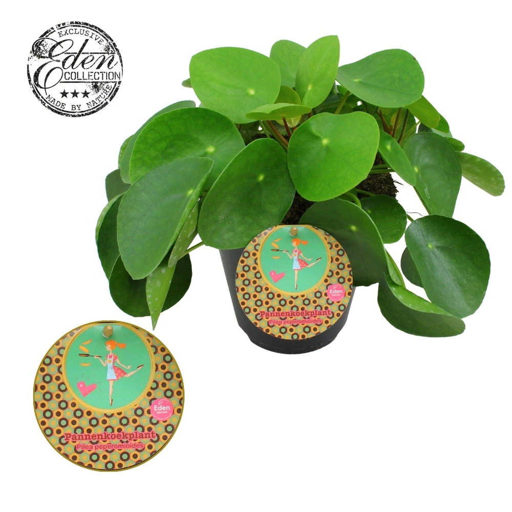 Pilea Peperomioides 15cm Nederlands etiket.