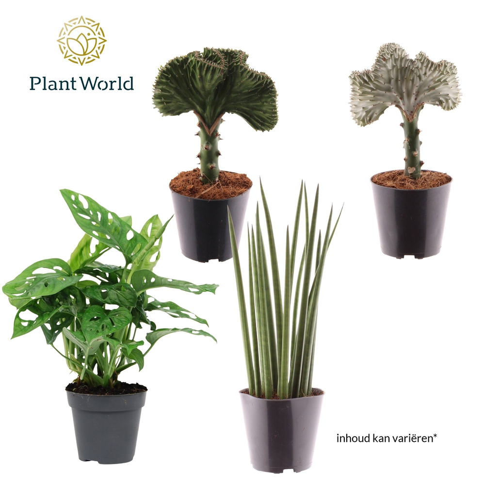 Mix Botanical: Murdannia - Monkey Leaf - Marble Pl.