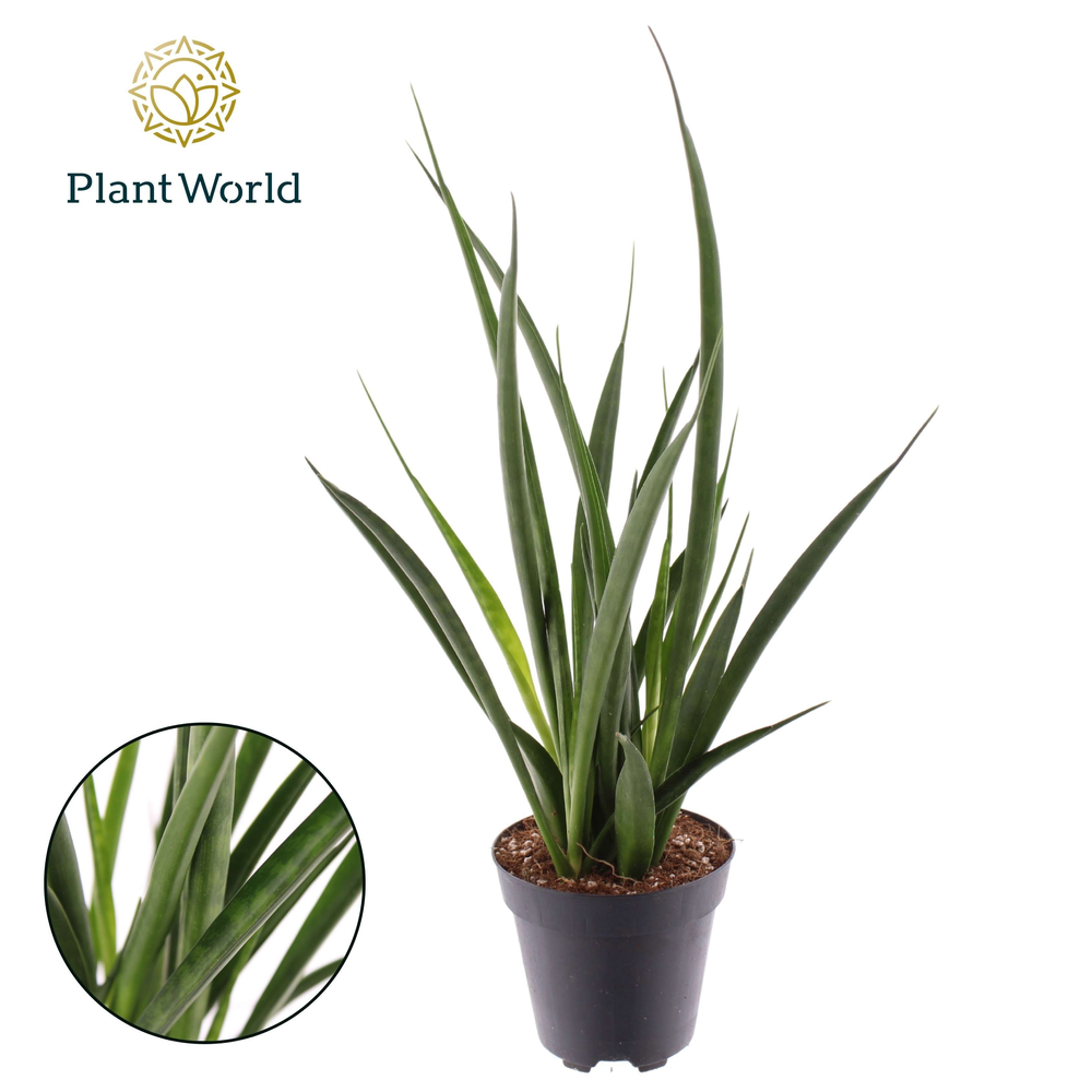 Sansevieria kirkii 'Friends' P12.