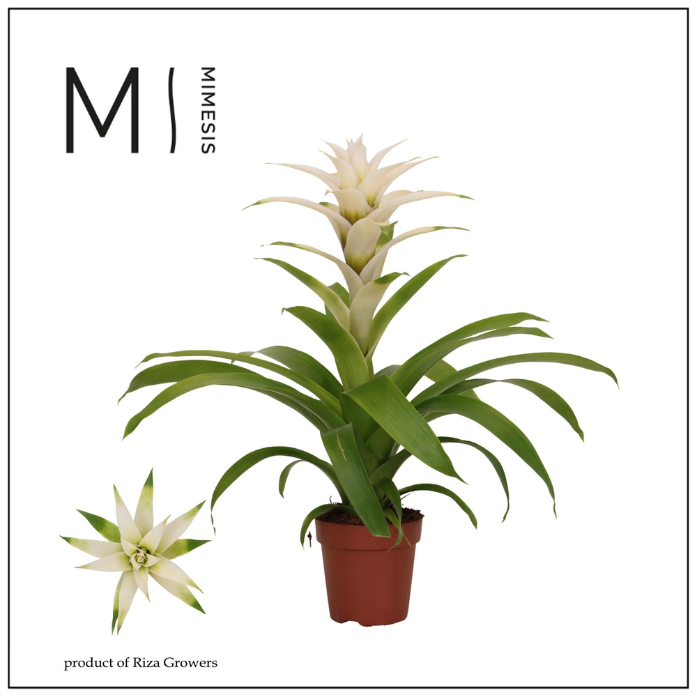 Mimesis Guzmania Suerte White - 12 cm.