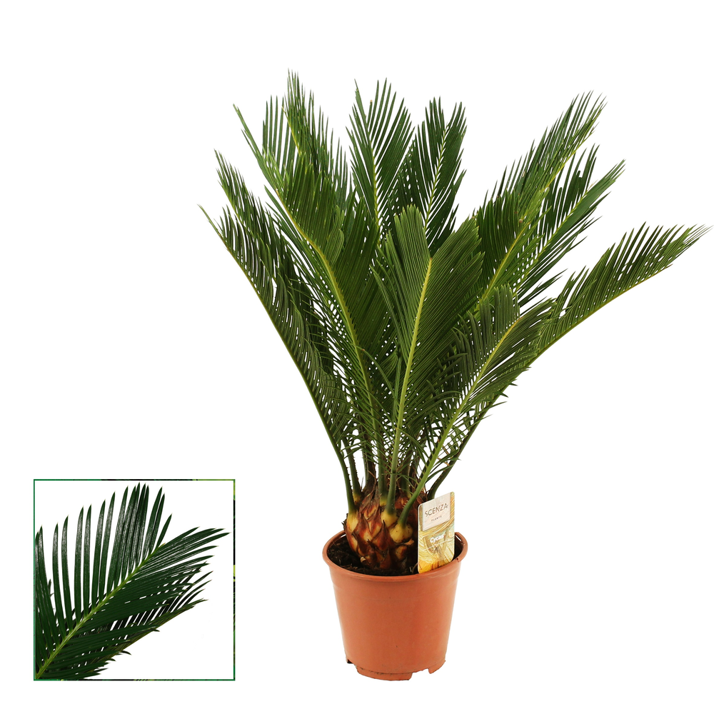 Cycas revoluta 14 cm, 8+ veren.
