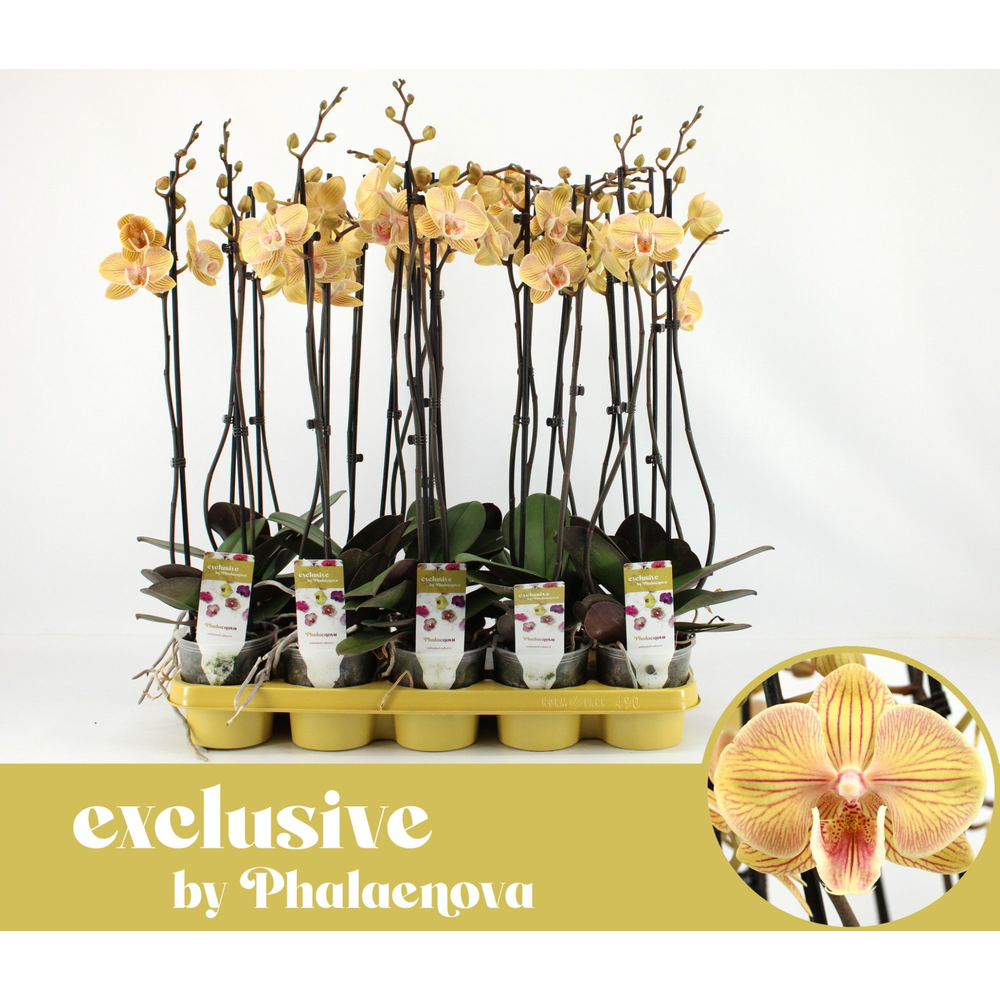 Karen Big Lip 2-tak 60cm (GROEN).