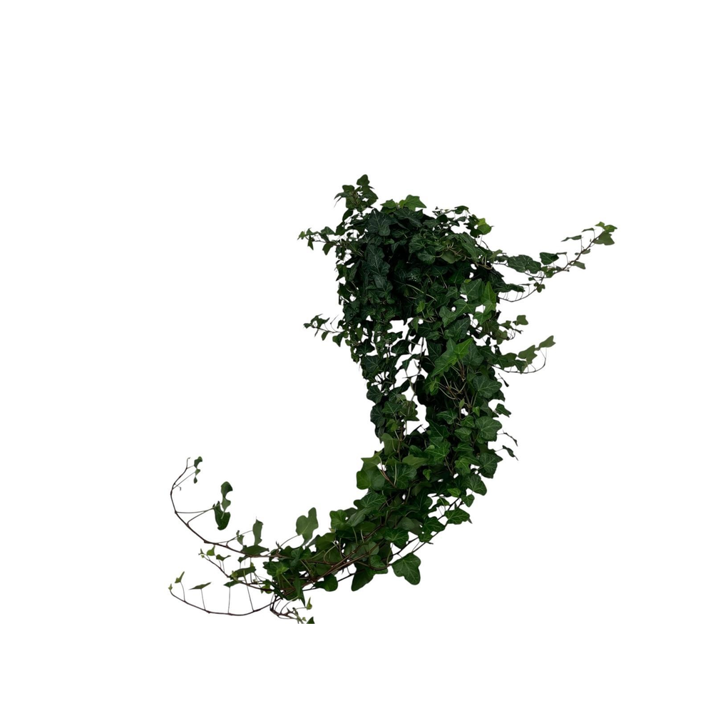 Hedera Wonder lange plant - lengte 90 cm..