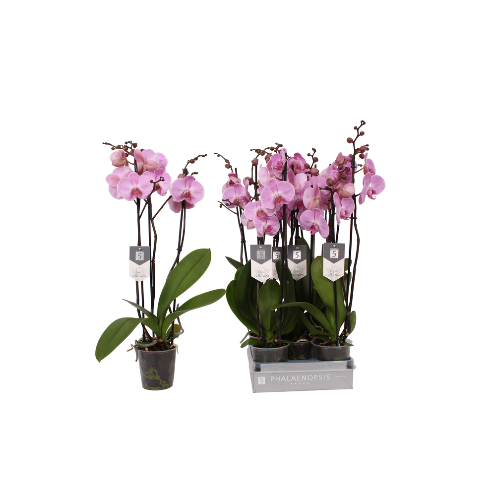 Phalaenopsis Elion, 3-spike 22+.