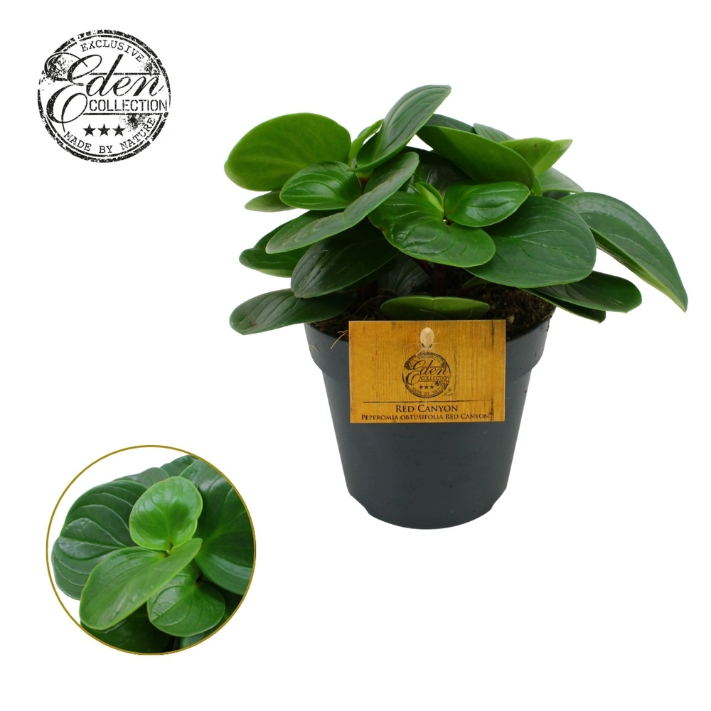 Peperomia Obtusifolia Red Canyon 12cm.