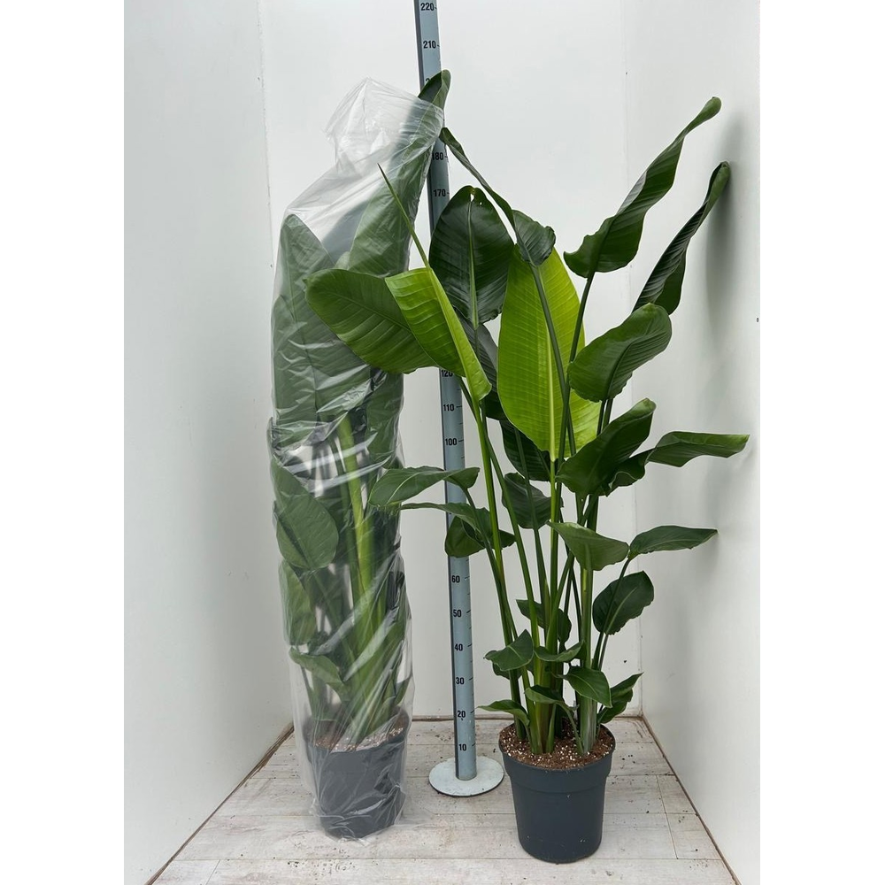 Strelitzia nicolaï p30 5pp 150+cm.