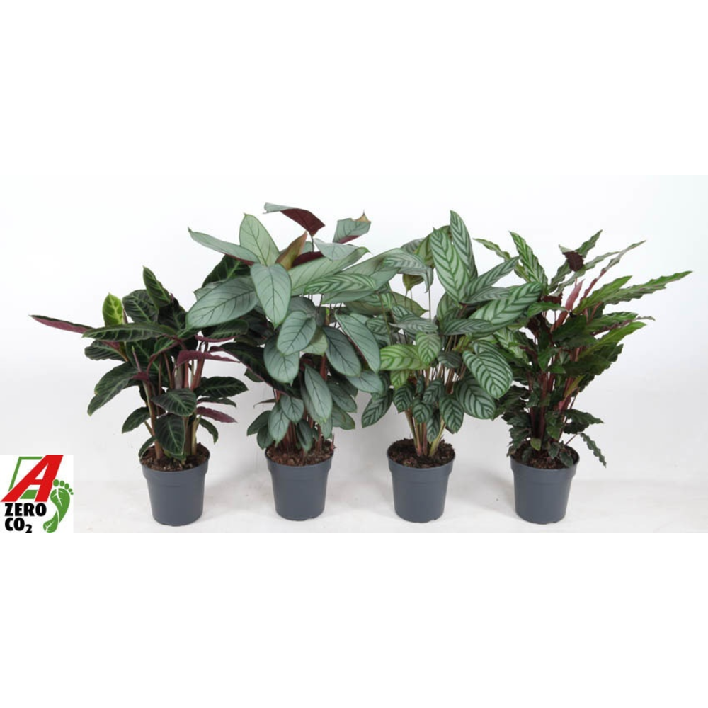 Mix Calathea 19cm.