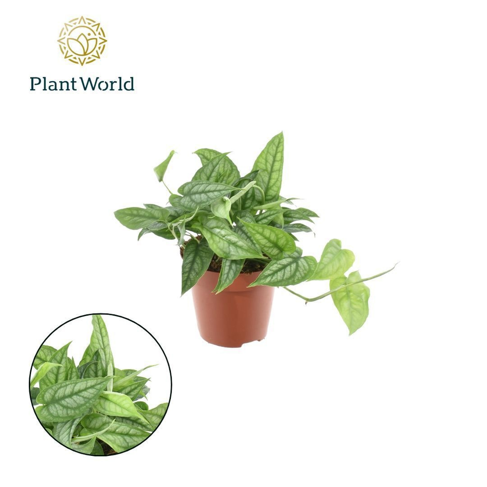 Monstera Siltepecana.