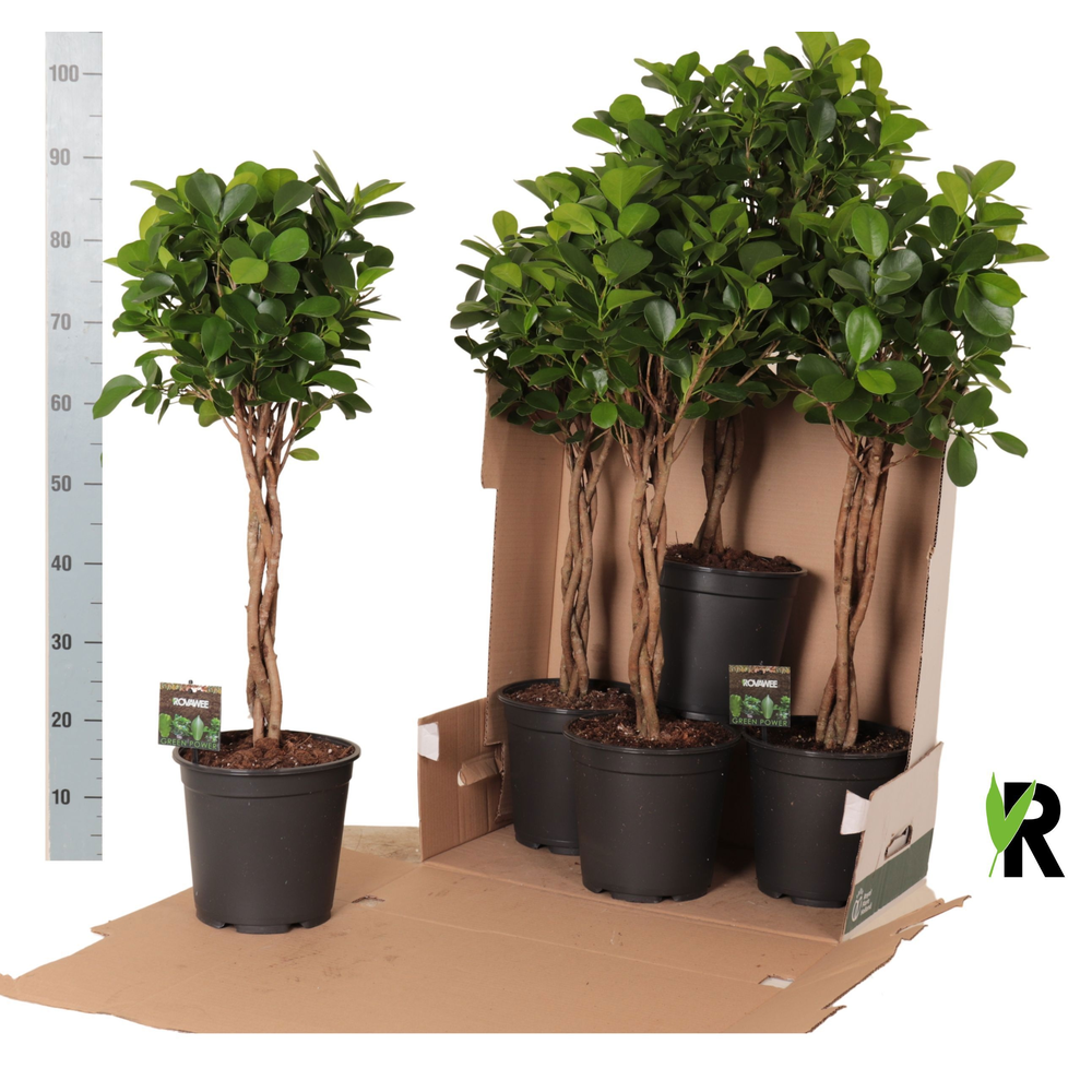 Ficus micr. Moclame gevlochten stam in fust 352.