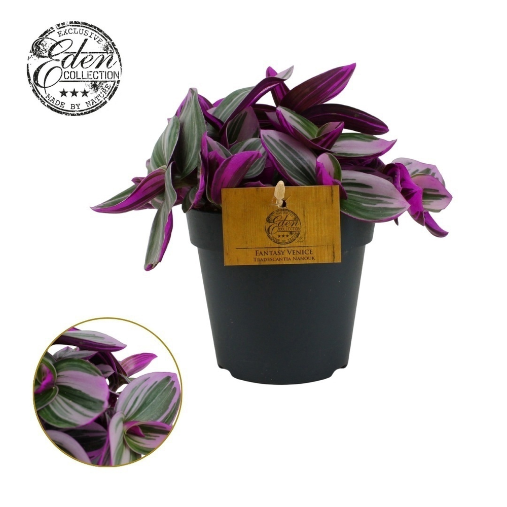 Tradescantia Nanouk 12cm.
