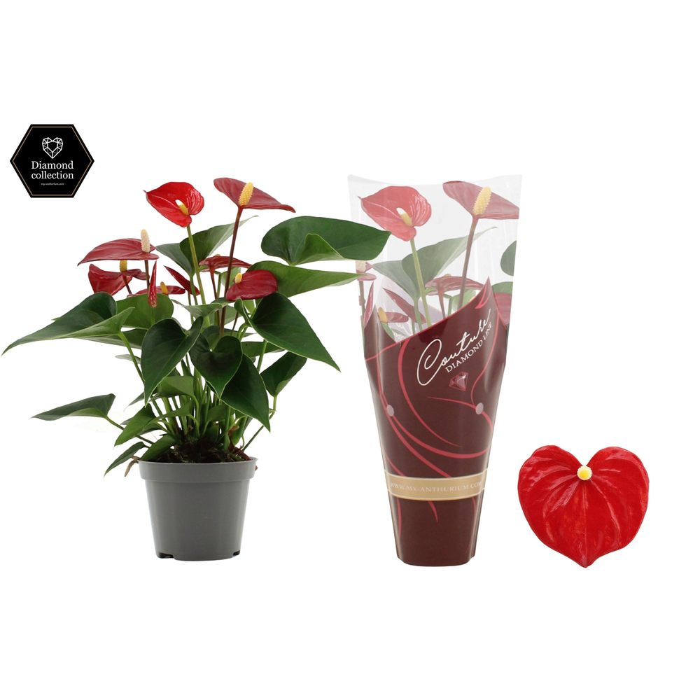 Anthurium Micra in Couture Diamond sleeve.