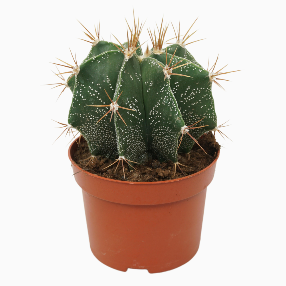 Astrophytum ornatum 13 cm.