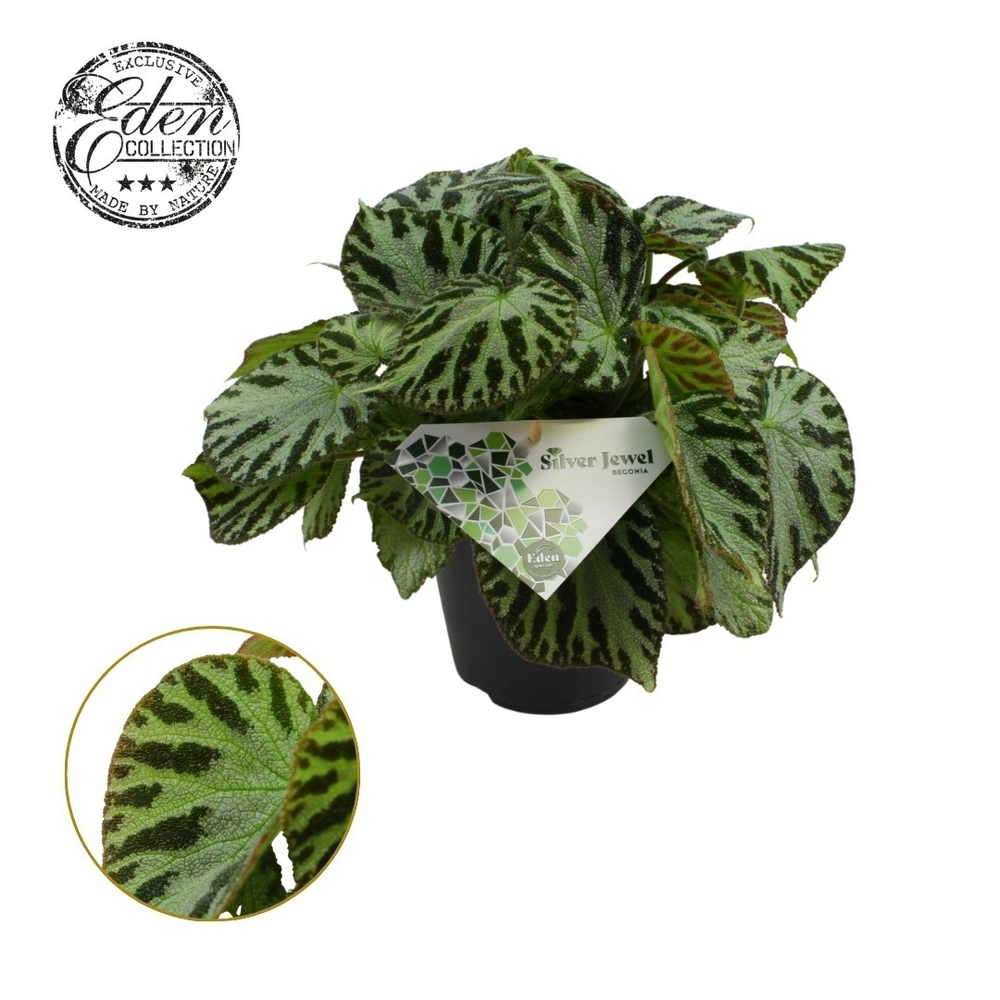 Begonia Silver Jewell 15cm.