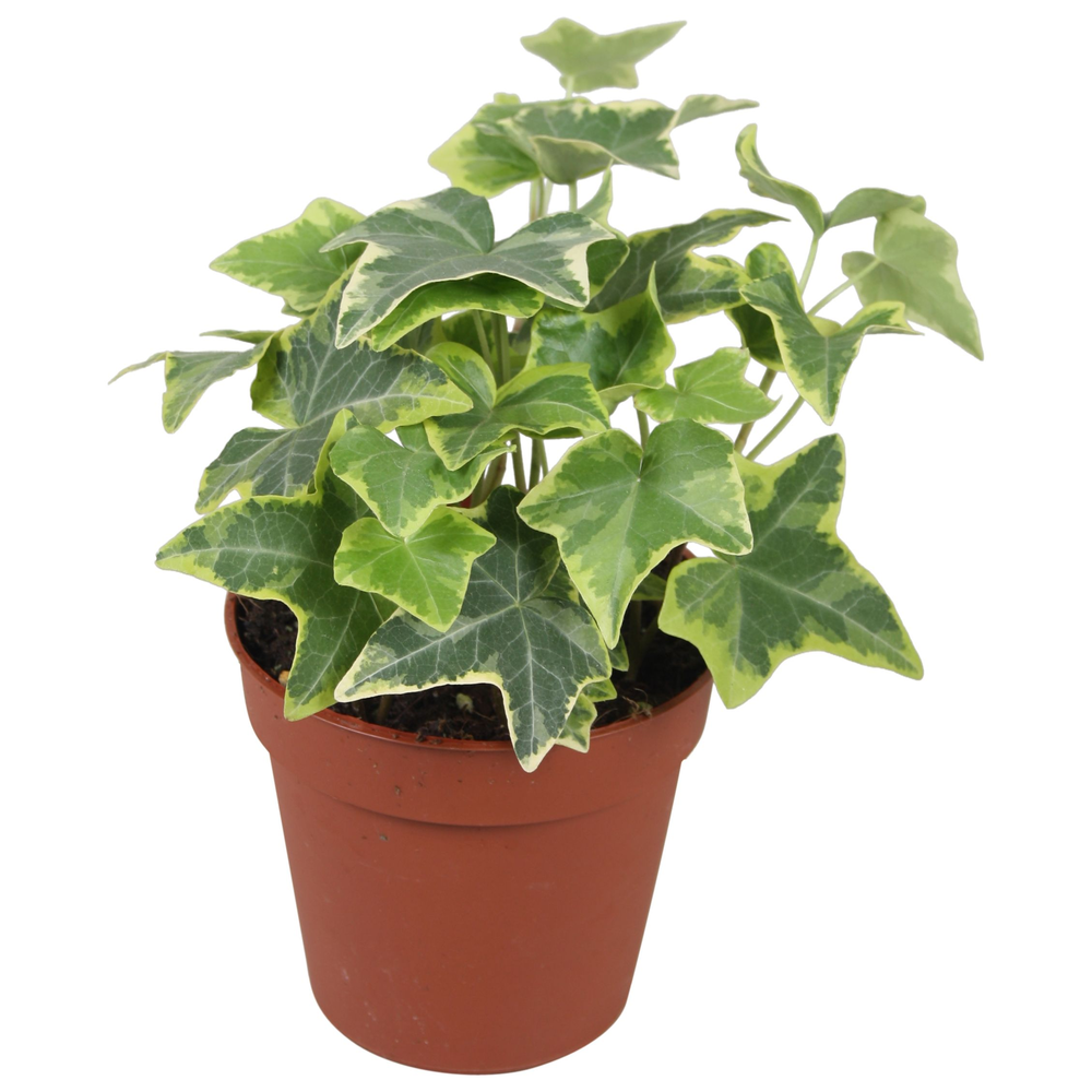 Hedera helix geelbont.