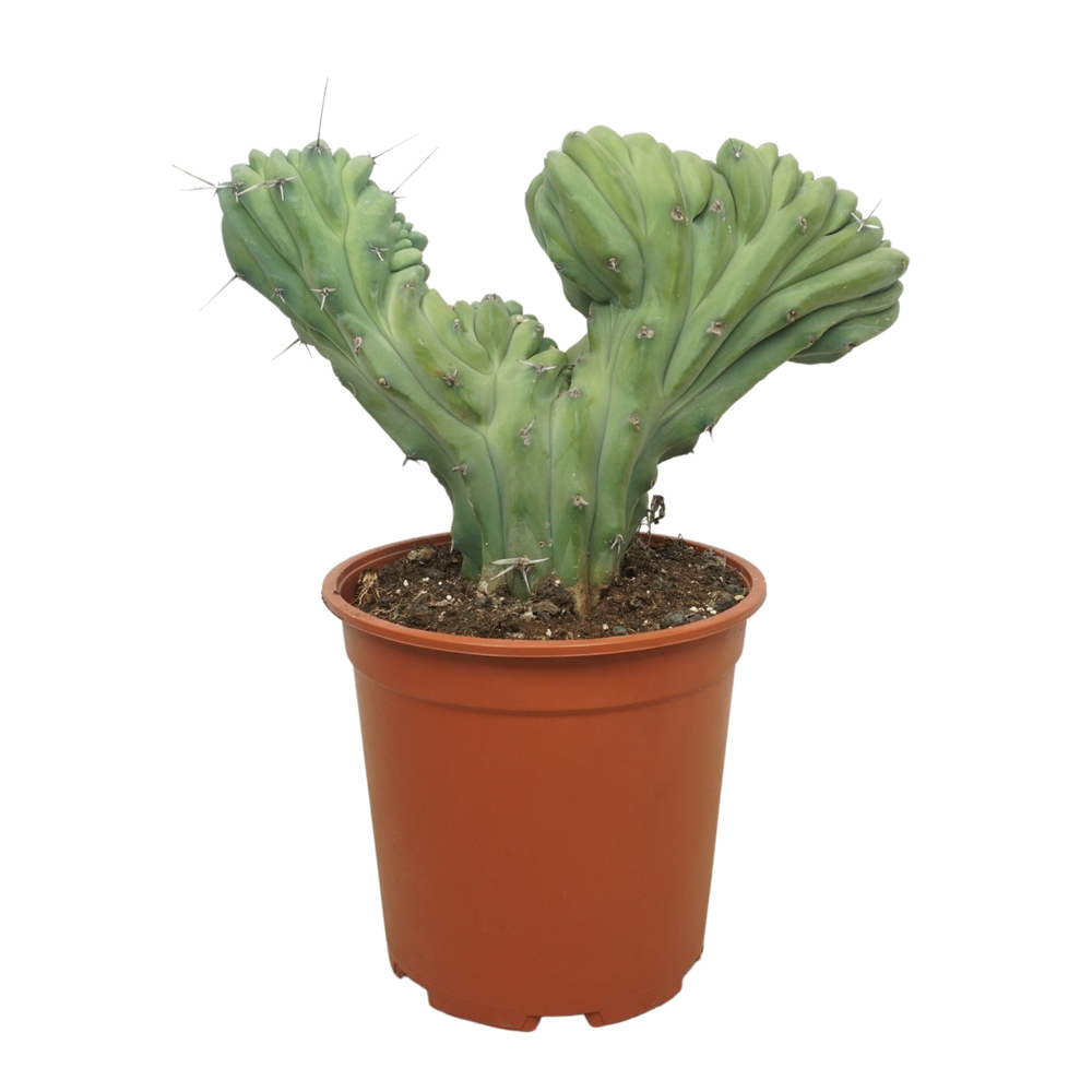 Myrtillocactus geometrizans cristaat 24 cm.