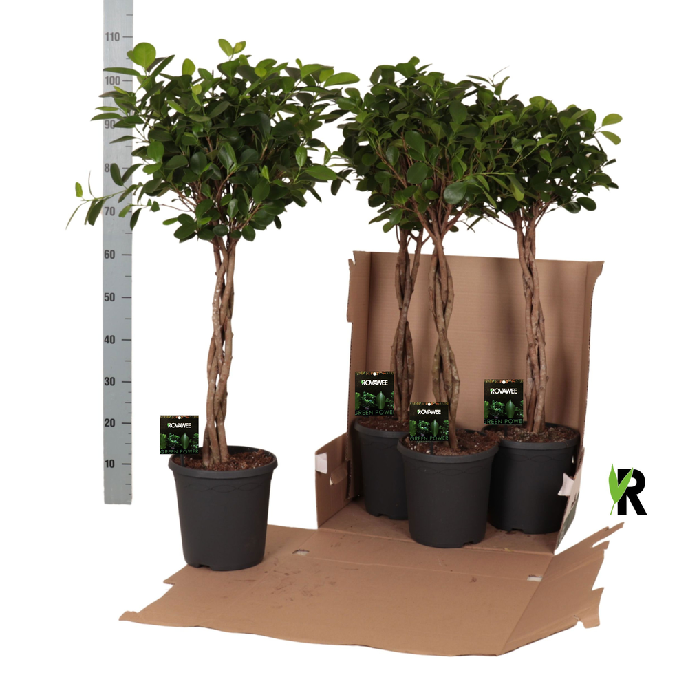 Ficus micr. Moclame gevlochten stam in fust 352.