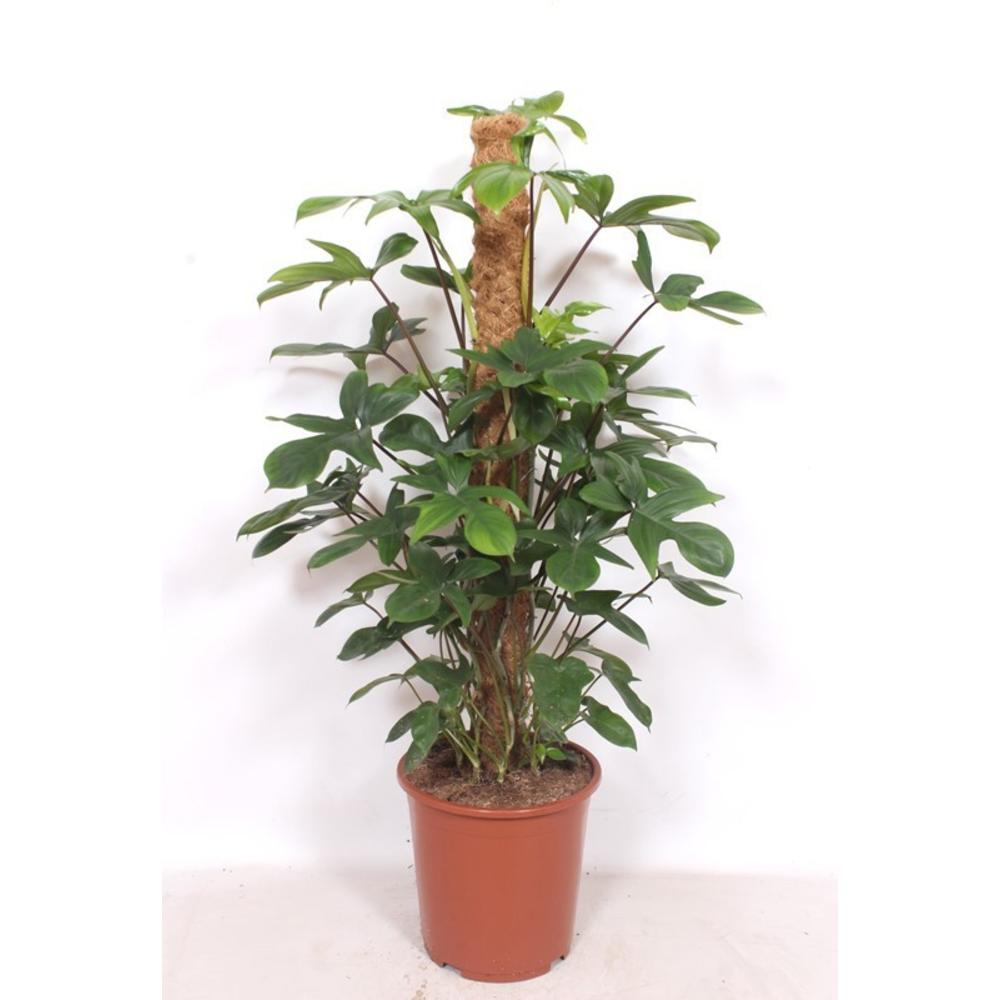 Philodendron pedatum.