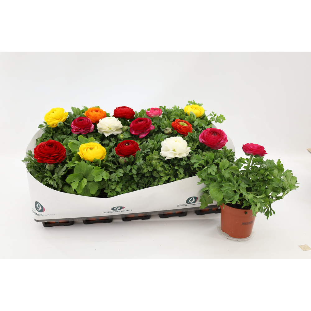 Ranunculus Sprinkles Mix.