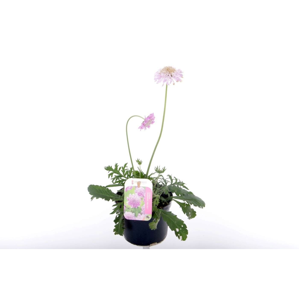 Scabiosa columbaria Pink Mist.