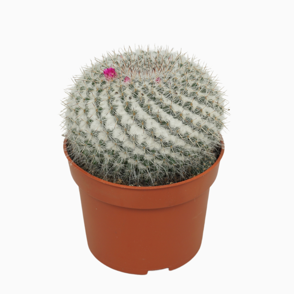 Mammillaria hahniana 10,5 cm..