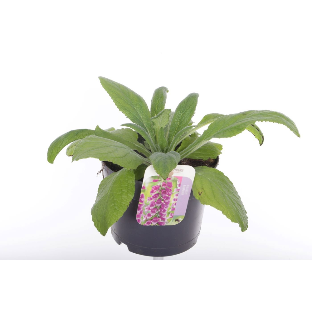 Digitalis purpurea William Purple.
