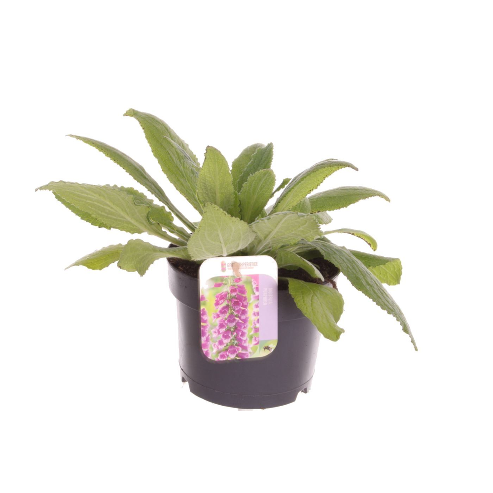 Digitalis purpurea William Purple.