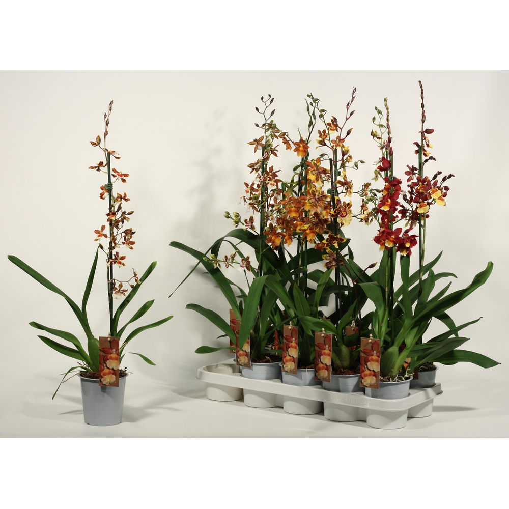 Cambria 1 tak mix lang (Scenza).