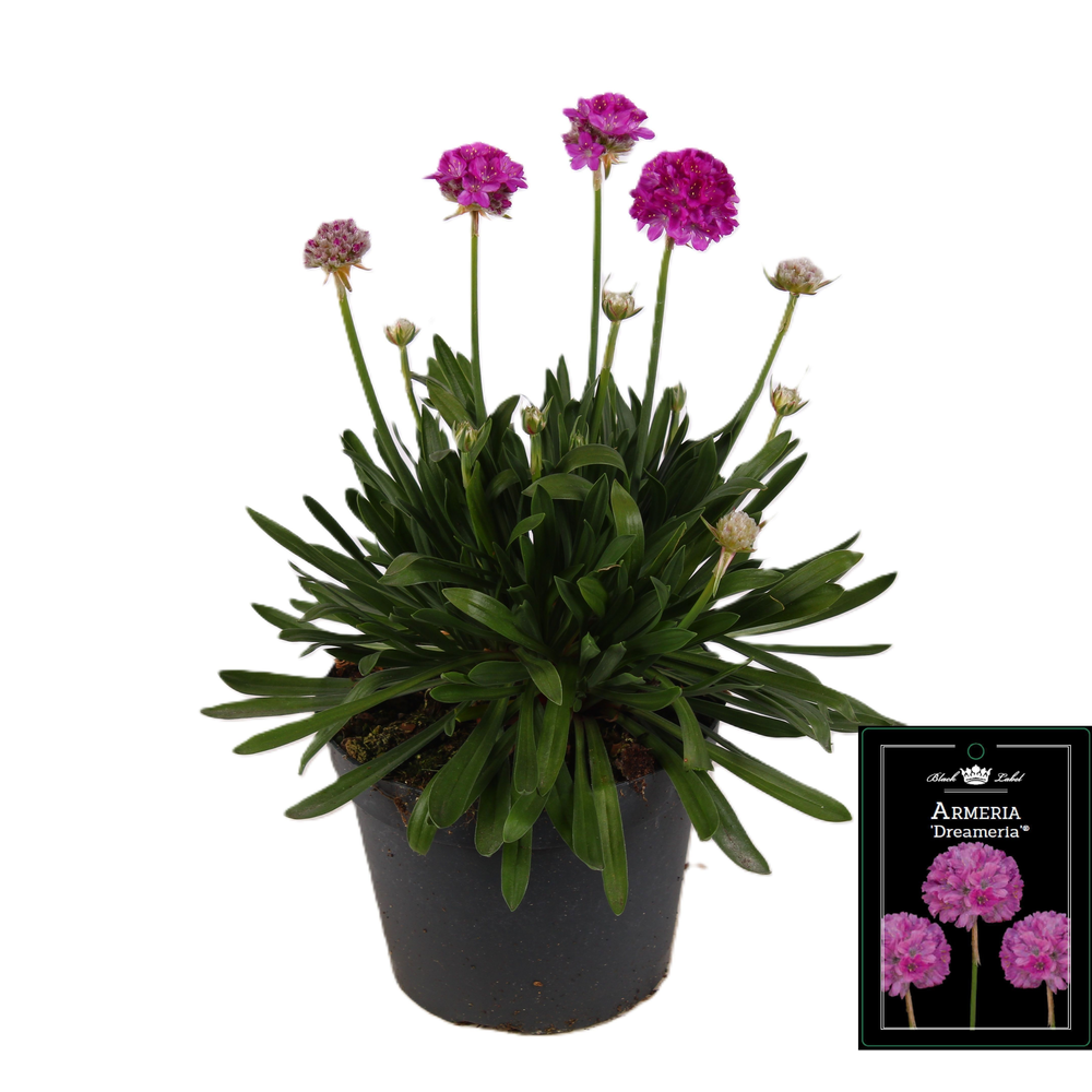 Armeria Dreameria Sweet Dreams.
