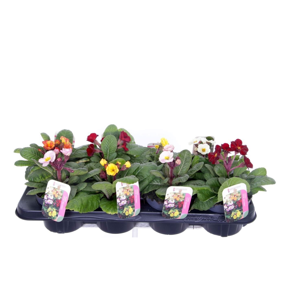 Primula elatior Gold Nugget mix.