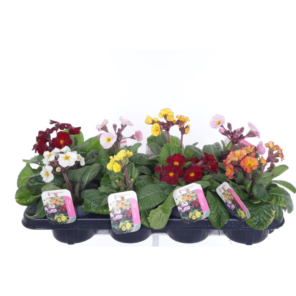 Primula elatior Gold Nugget mix.