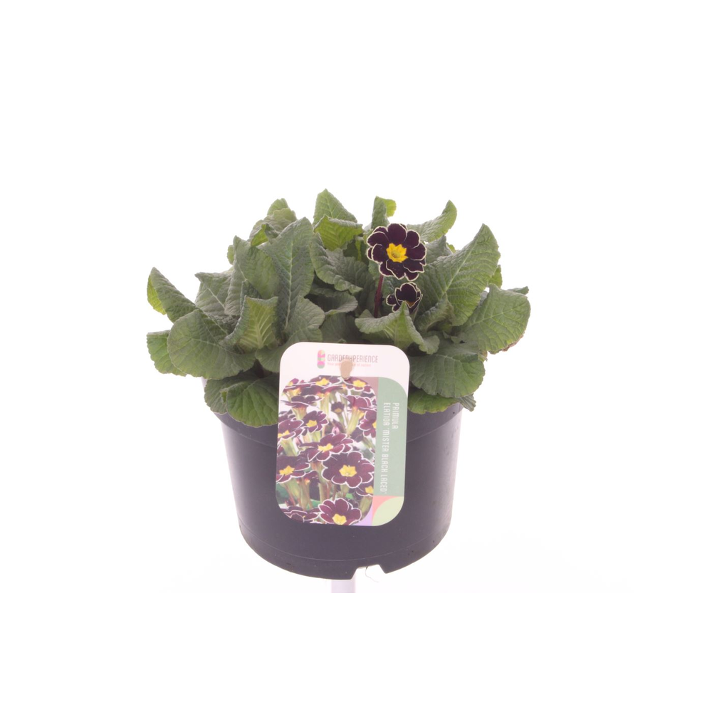 Primula elatior Mister Black Laced.
