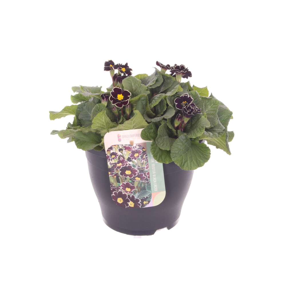 Primula elatior Mister Black Laced.