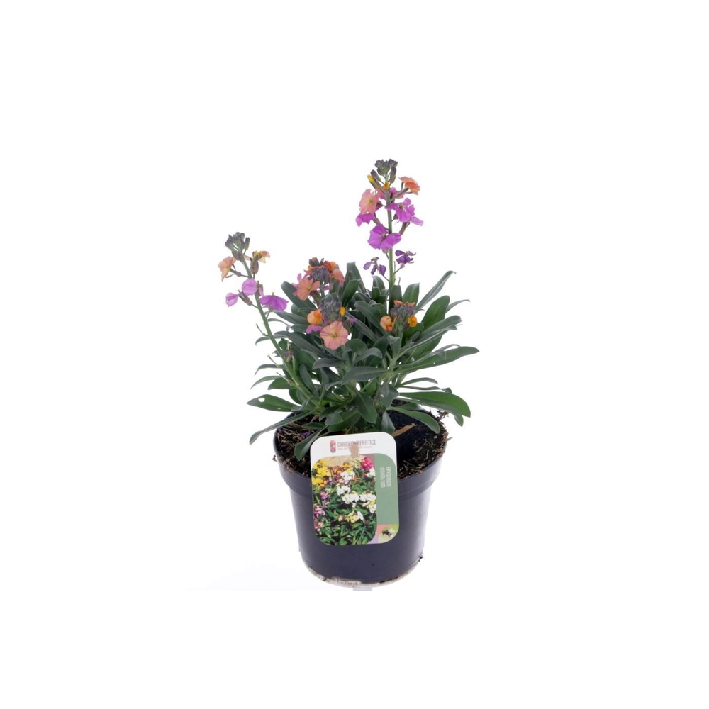 Erysimum Erysistible Tricolor.