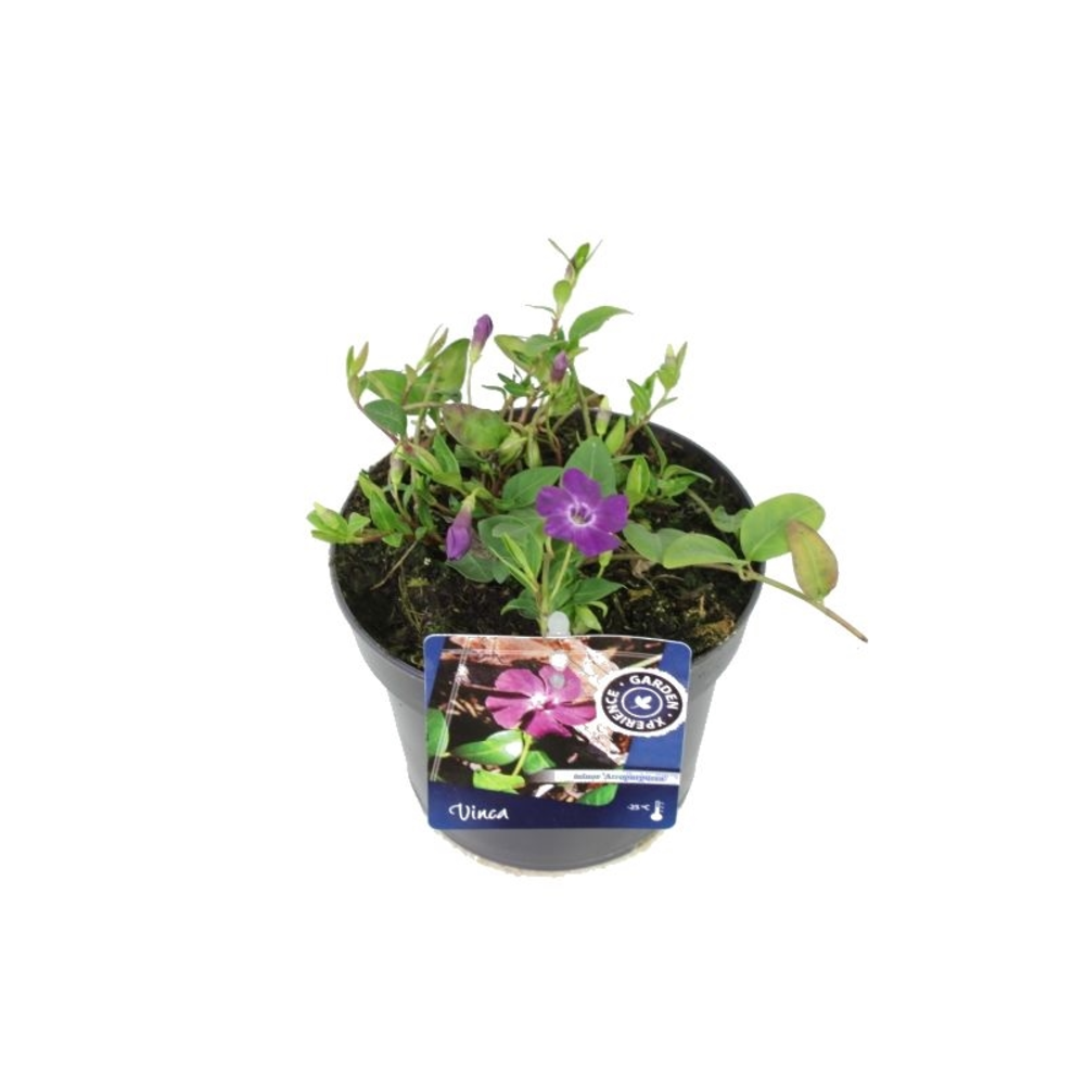 Vinca minor Atropurpurea.