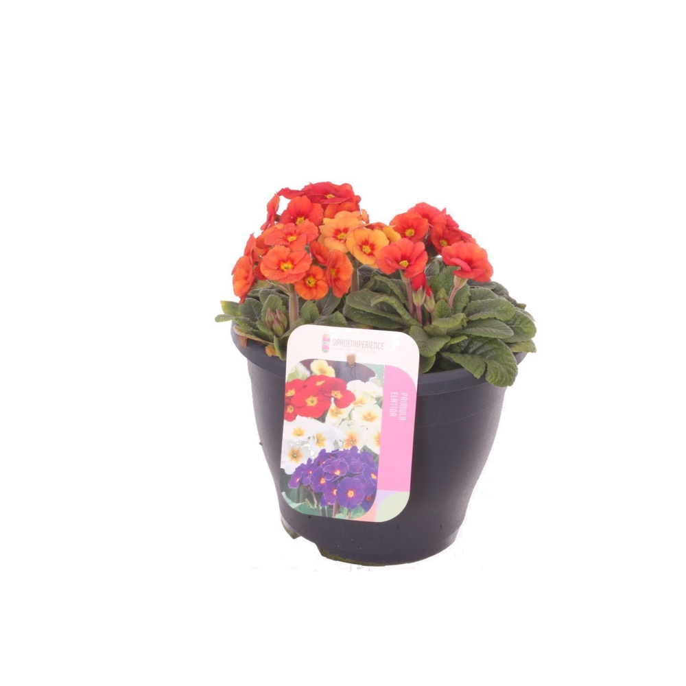 Primula elatior Late Marmelade.