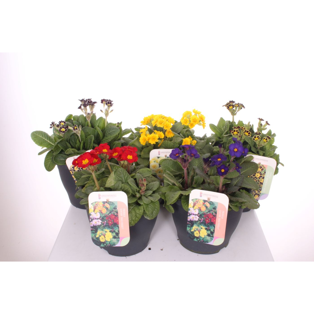 Primula elatior mix.