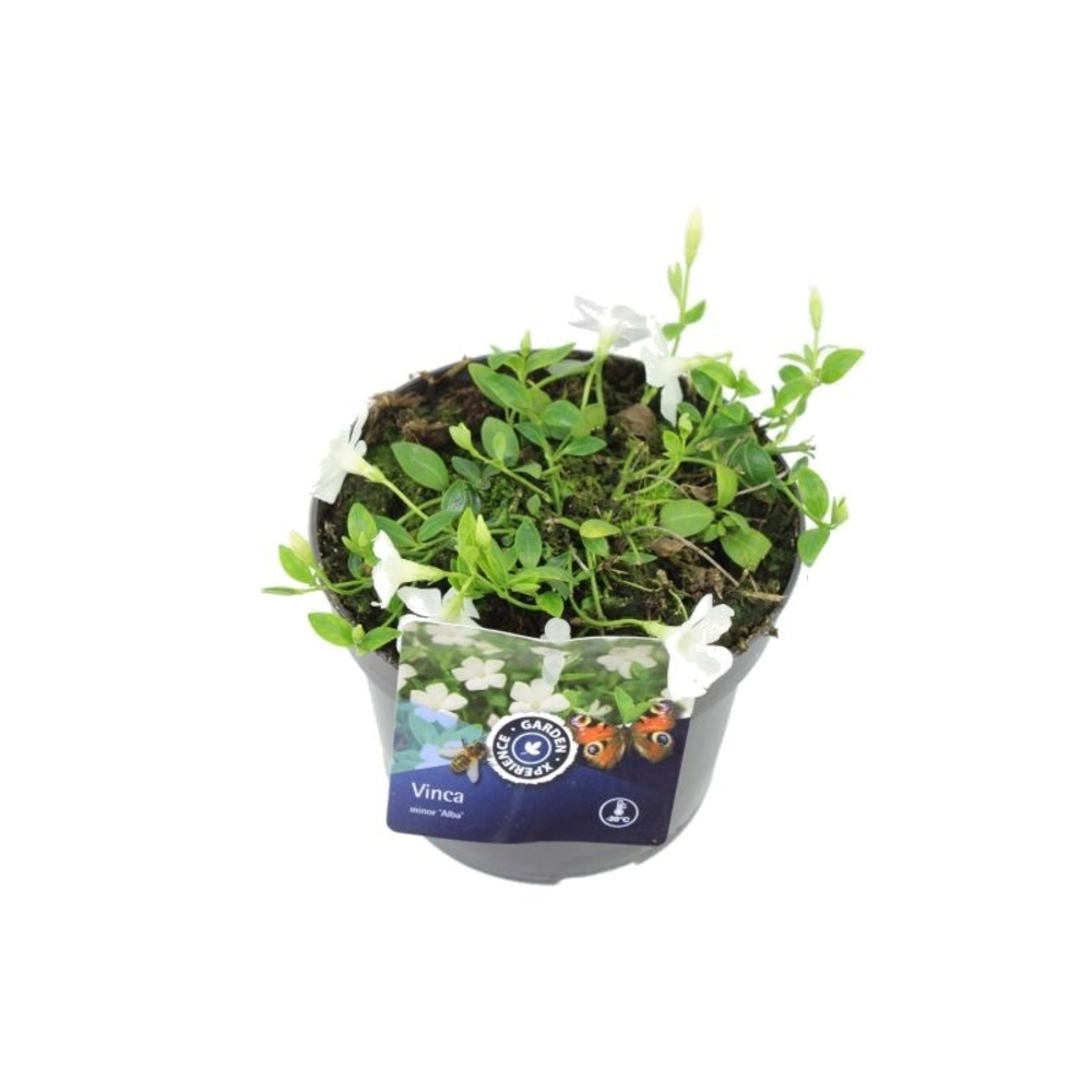 Vinca minor Alba.