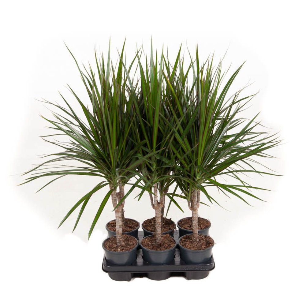 Dracaena Marginata 15cm stam P13.