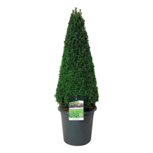 Buxus sempervirens.